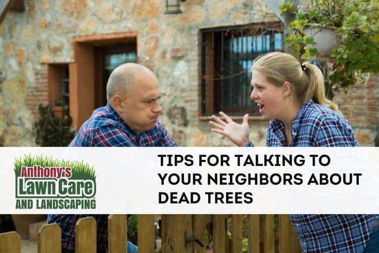 Tips for Talking to your neighbor about a dead tree in their yard