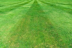 Lawn Care Bloomington