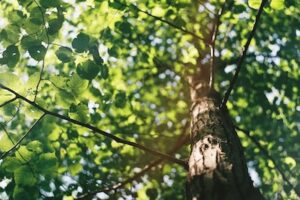 Healthy tree in Bloomington IN