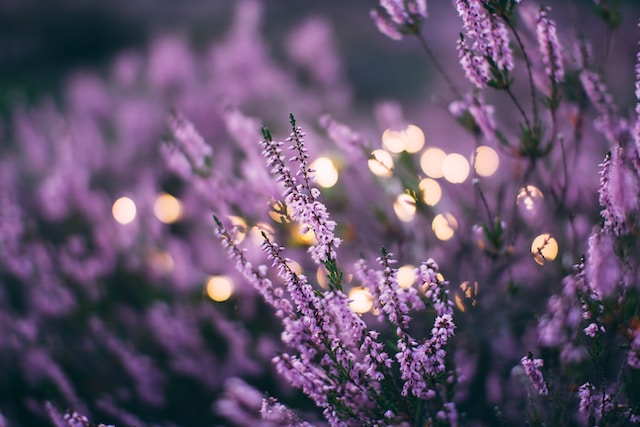 A lavender bush, an aromatic plant which can repel deer in Bloomington