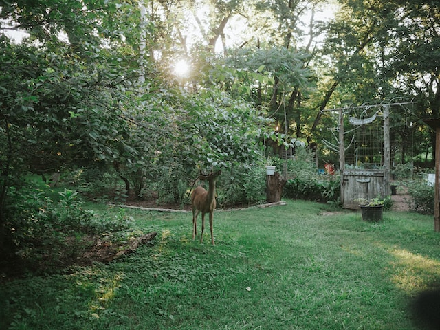 A deer eats from a tree in a home's backyard in Bloomington IN