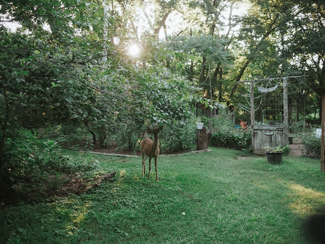 Deer in yard Bloomington Indiana A deer eats from a tree in a home's backyard in Bloomington IN