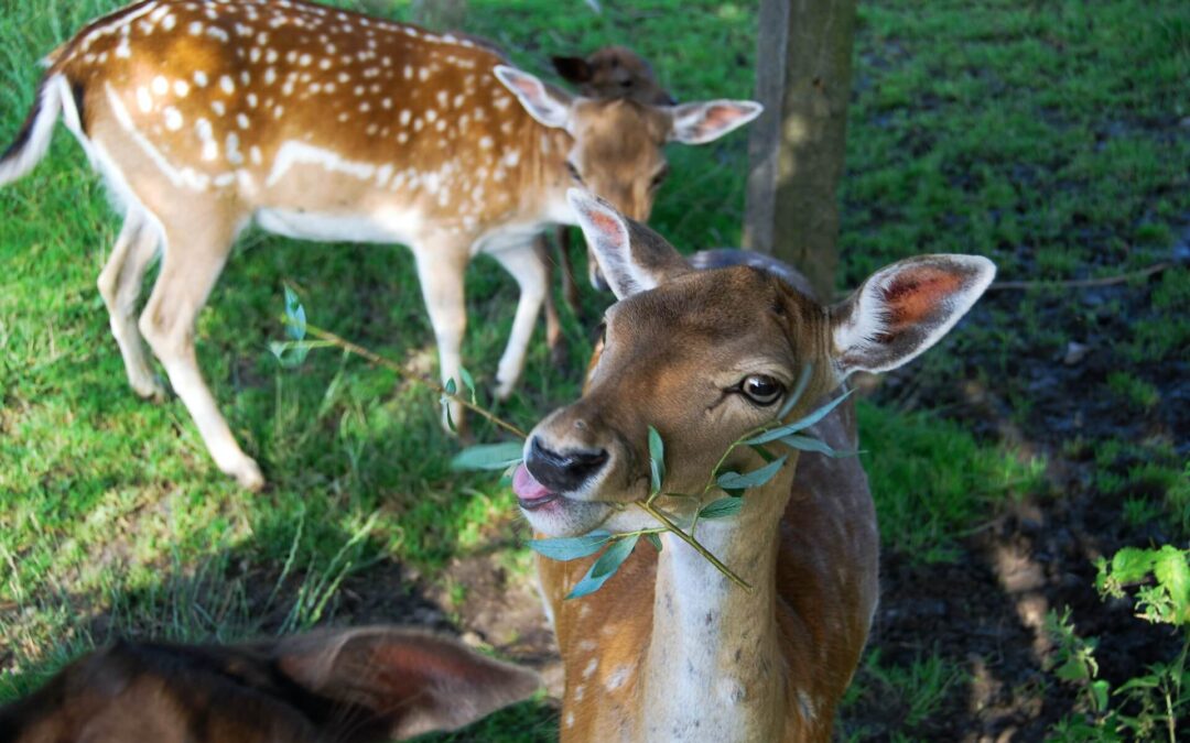 Two deer eating plants in Bloomington, IN