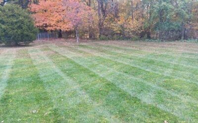 Mastering Winter Lawn Care: Prepare Now for a Lush Spring Lawn