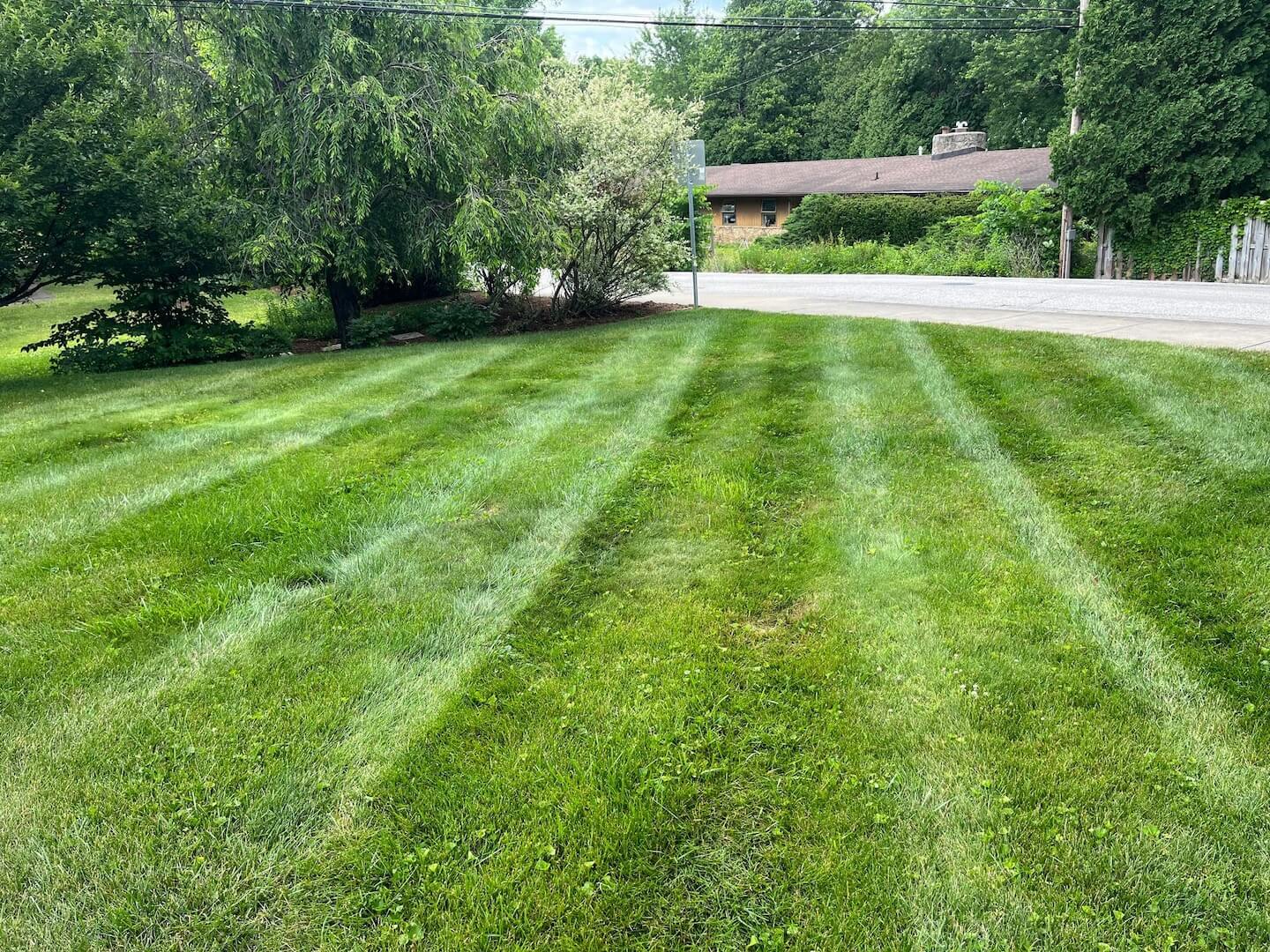 A lush lawn in Bloomington, Indiana