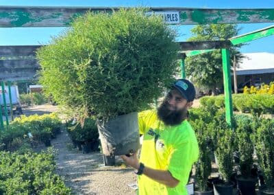 An employee of Anthony's Lawn Care holds up a large shrub at a garden center