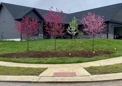 Four newly planted trees by Anthony’s Lawn Care Tree Removal & Landscaping outside a residential home