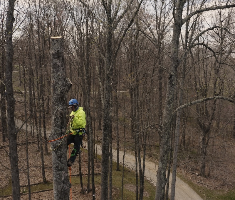 Professional Tree Removal Service Anthony’s Landscaping tree professional cuts down a dying tree in Bloomington