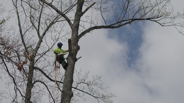 Tree Service in Bloomington Indiana A man with a chainsaw safely removes a tree in southern Indiana