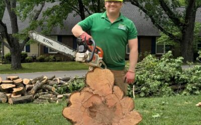 How Much Does Tree Removal Cost in Indiana?
